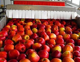 Тернопільське господарство хоче придбати лінію для сортування яблук
